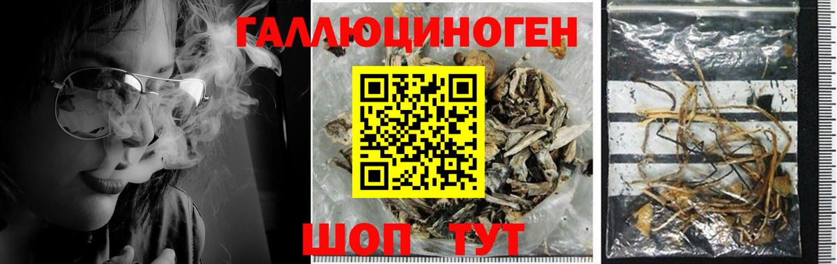 Галлюциногенные грибы прущие грибы Кузнецк
